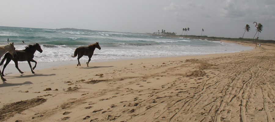 Dominican-Republic-and-St-Lucia-2015-246