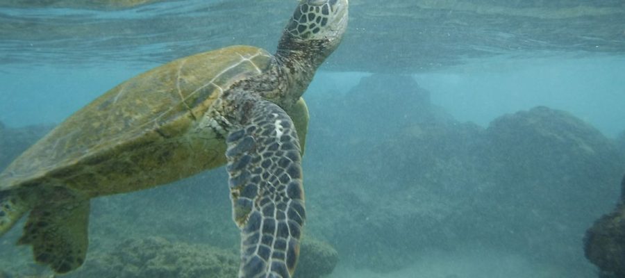 Turtle-in-Maui-courtesy-Denny-Ward-1