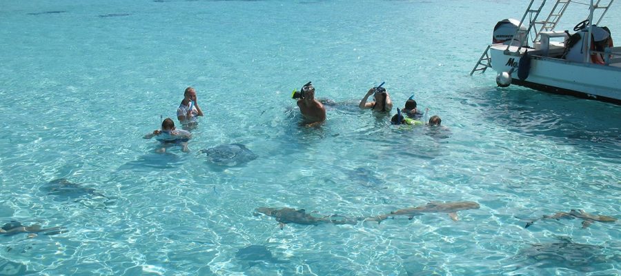 swimming-with-shark-on-Motu-picnic